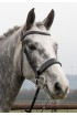 Premier anatomical flat padded bridle