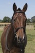 Anatomical  narrow cavesson bridle