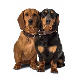 Sale Dog Collars