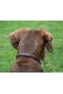Rolled Leather Dog Collar