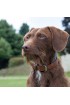 English Handcrafted  Dog Collar