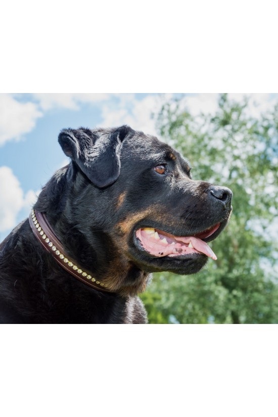 Swarovski Dog Collar