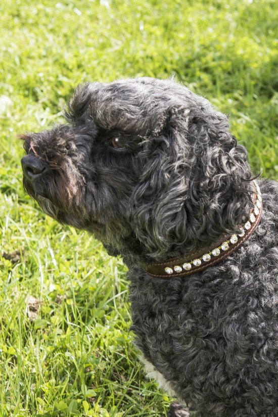 Swarovski Small Dog Collar