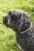 Swarovski Small Dog Collar