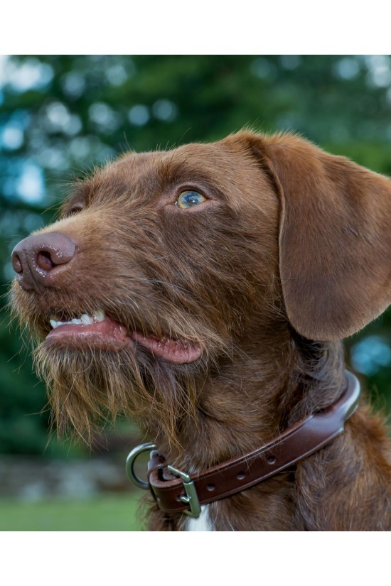 EB Rolled Leather Dog Collar