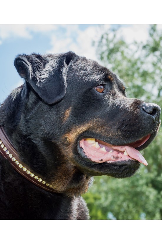 EB Swarovski Dog Collar