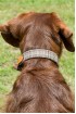 EB Tweed Dog Collar