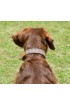 Tweed Dog Collar