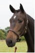 EB Classic Headcollar