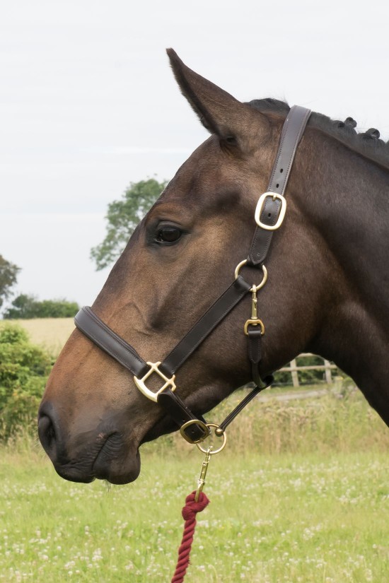 EB Comfort 1" Headcollar 