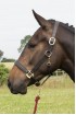 EB Comfort 1" Headcollar 