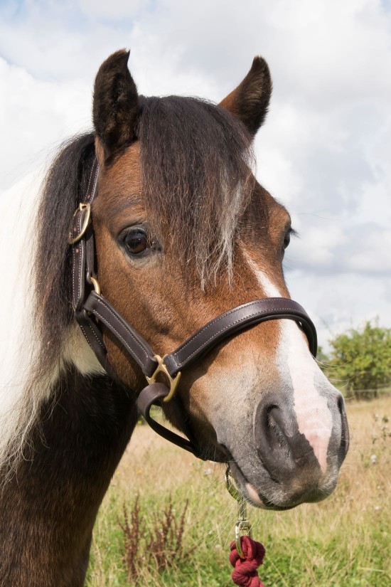 EB Small Pony Headcollar