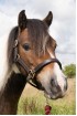 EB Small Pony Headcollar