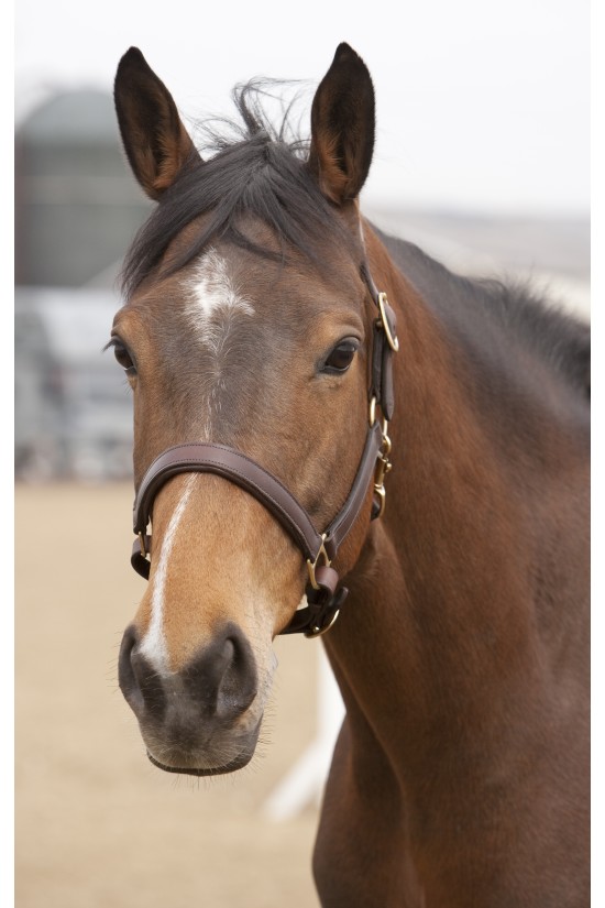 Adjustable Leather Headcollar