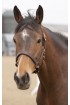 Adjustable Leather Headcollar
