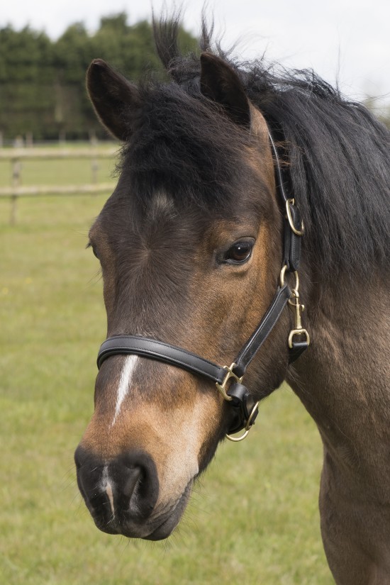 Pony Leather Headcollar