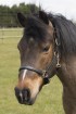 Pony Leather Headcollar