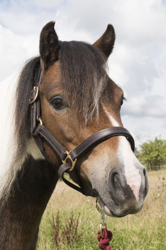 Small Pony Leather Headcollar