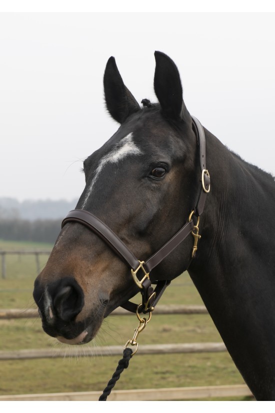 Adjustable Padded Leather Headcollar