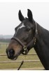 Adjustable Padded Leather Headcollar