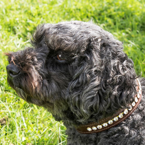 EB Dog Collars and Leads