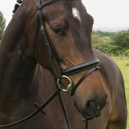 EB BUILD A BRIDLE