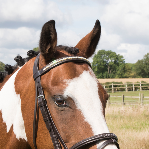 EB Browbands